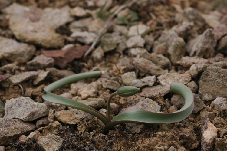 Image of Tulipa buhseana specimen.