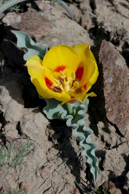 Изображение особи Tulipa alberti.