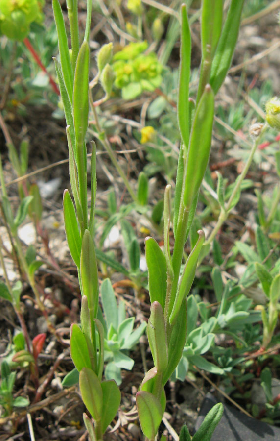 Image of Polygala major specimen.