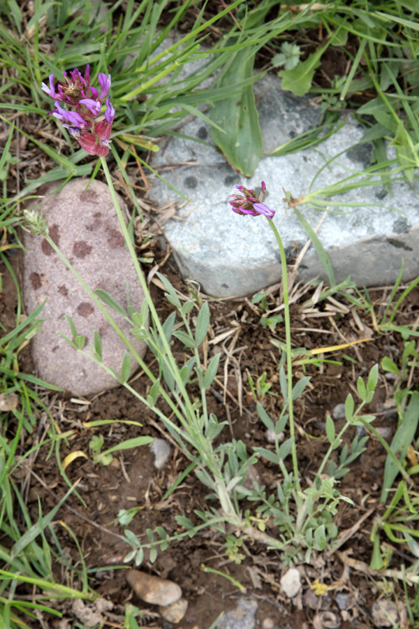 Image of Astragalus pseudonobilis specimen.