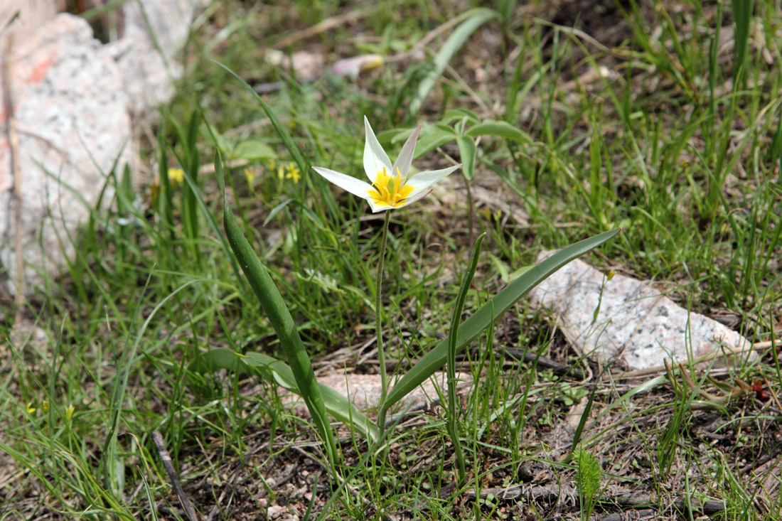 Изображение особи Tulipa bifloriformis.