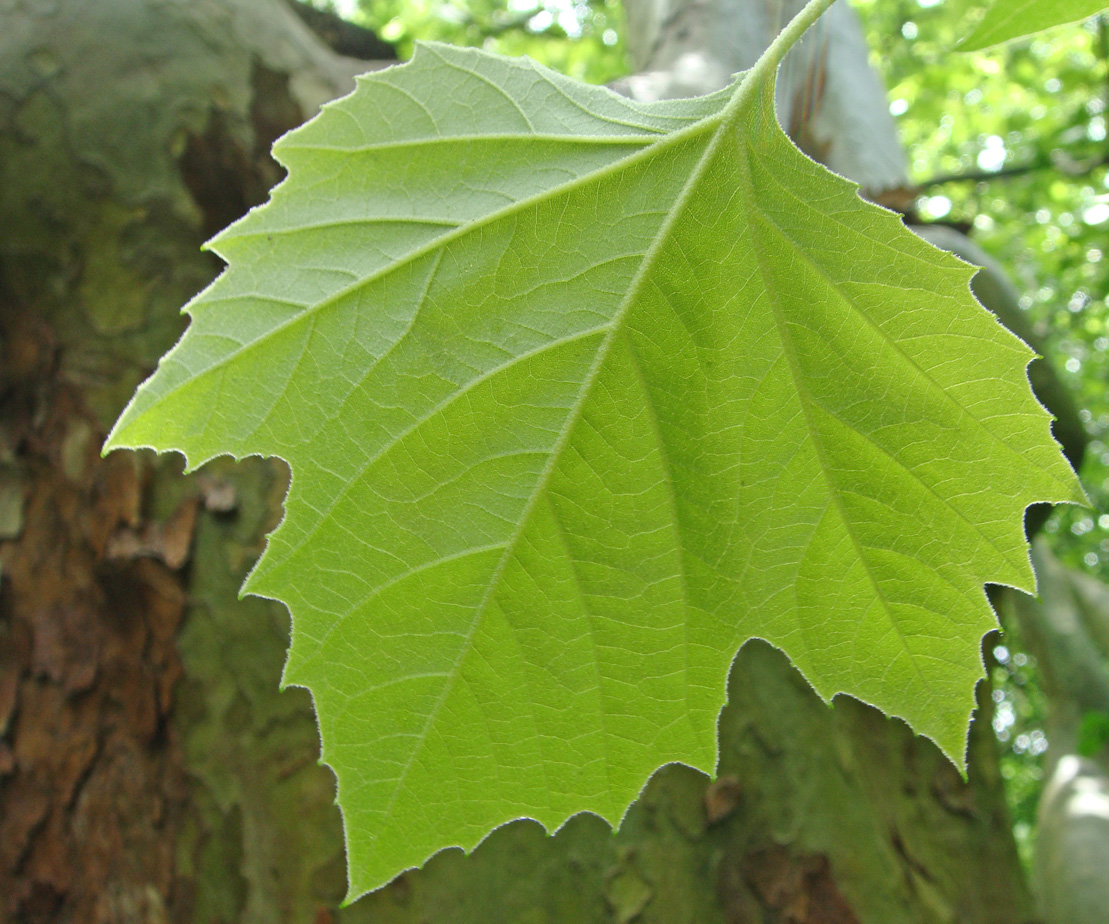 Изображение особи Platanus occidentalis.