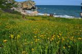 Inula aspera