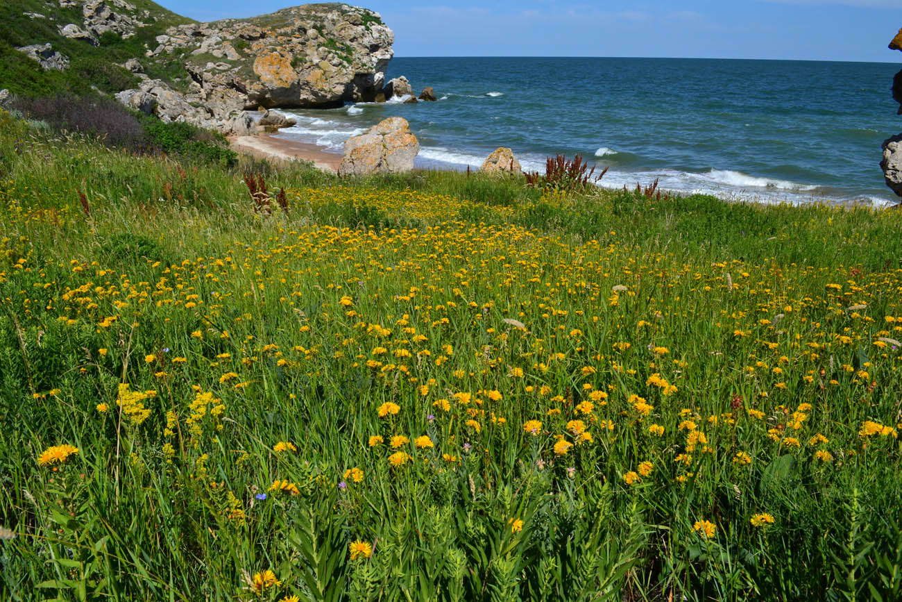 Image of Inula aspera specimen.