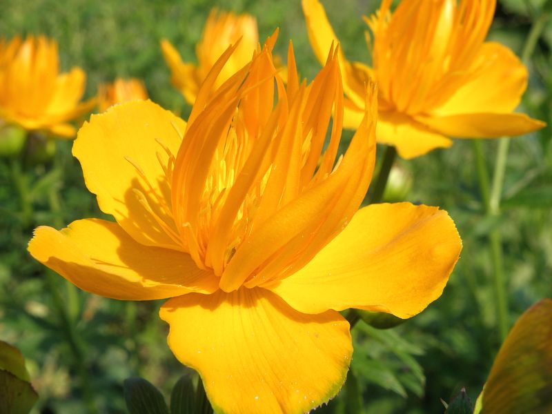 Image of Trollius macropetalus specimen.