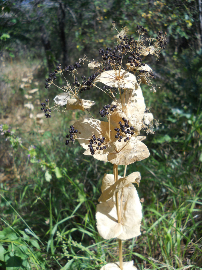 Image of Smyrnium perfoliatum specimen.