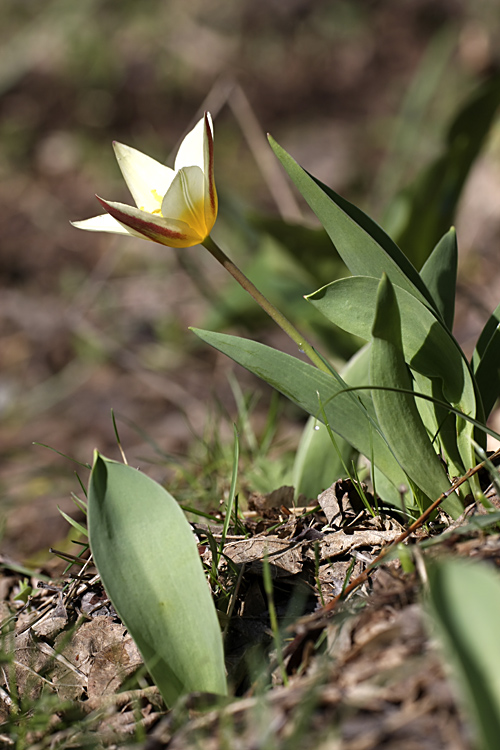 Изображение особи Tulipa berkariensis.