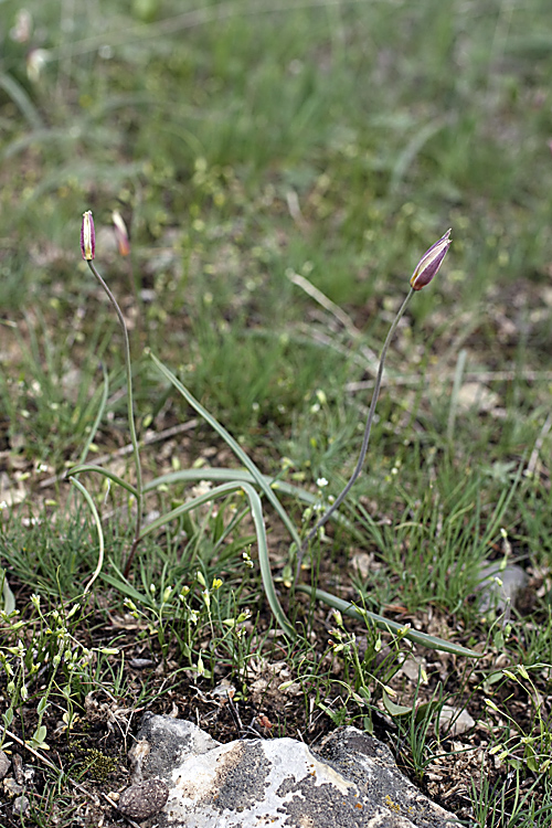 Изображение особи Tulipa bifloriformis.