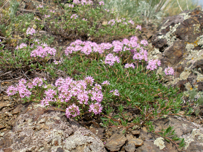 Изображение особи Thymus guberlinensis.