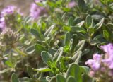 Thymus pseudopulegioides