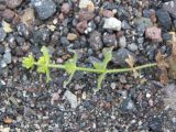 Cruciata rugosa. Верхушка побега с соцветиями. Кабардино-Балкария, Зольский р-н, долина Джилы-Су. 27.07.2012.