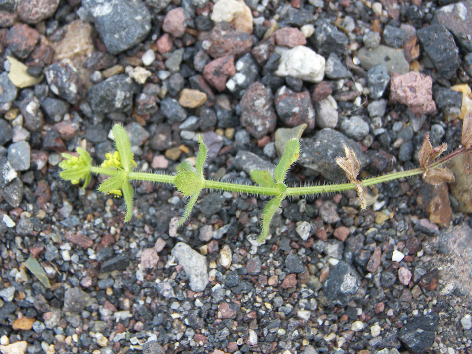 Image of Cruciata rugosa specimen.