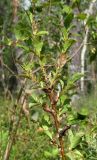 Salix myrsinites. Верхушка растения. Архангельская обл., Вельский р-н, заболоченный сфагновый лес. 15.08.2012.