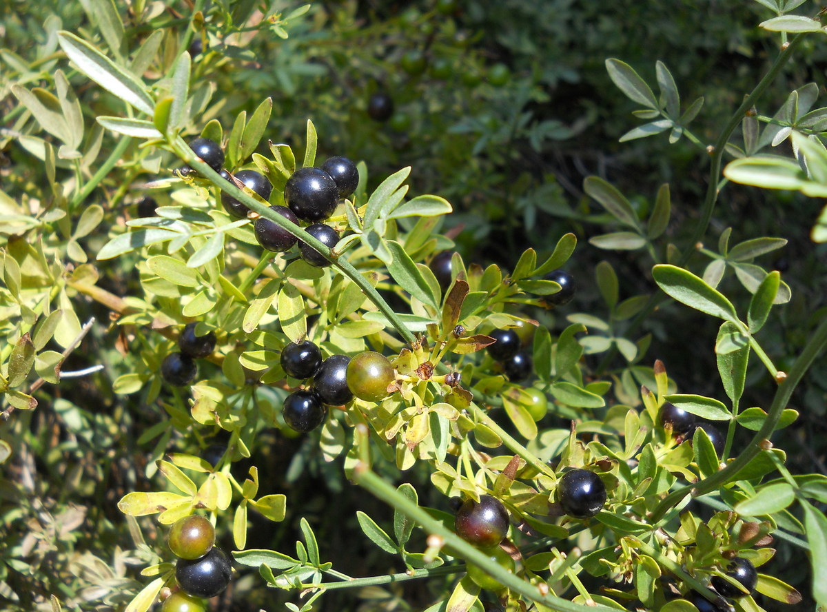 Image of Jasminum fruticans specimen.