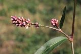 Persicaria × hervieri