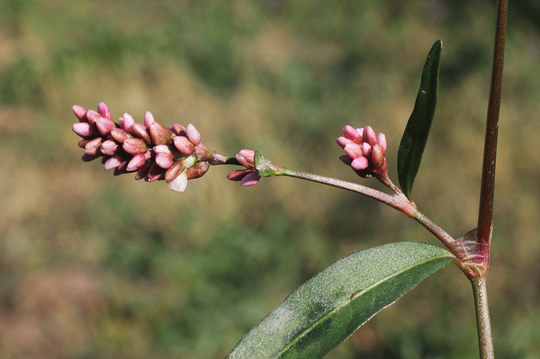 Изображение особи Persicaria &times; hervieri.