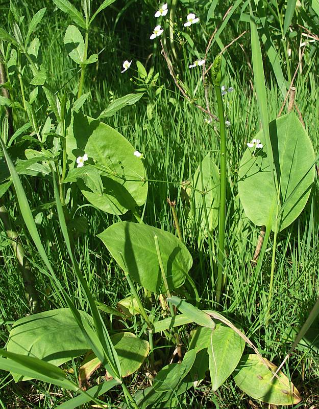 Изображение особи Alisma plantago-aquatica.