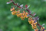 Berberis vulgaris form atropurpurea. Веточка с соцветиями. Московская обл., Раменский р-н, окр. дер. Хрипань, дачный участок. Май 2012 г.