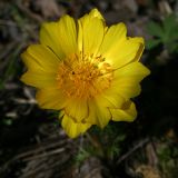 Adonis vernalis. Цветок. Республика Татарстан, Верхнеуслонский р-н, памятник природы \"Кликовский склон\". 14.05.2011.