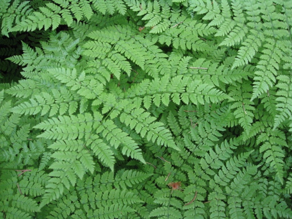 Image of Dryopteris amurensis specimen.