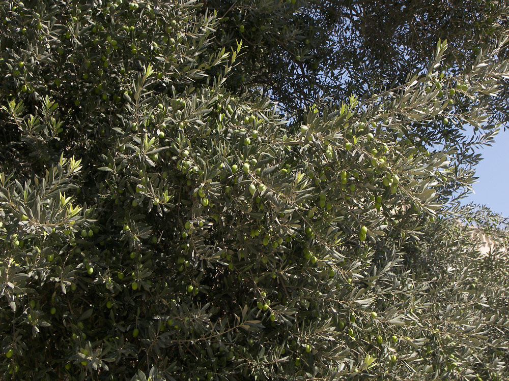 Image of Olea europaea specimen.