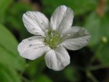 Moehringia lateriflora. Цветок. Хабаровский край, Ванинский р-н, окр. пос. Высокогорный. 12.06.2012.