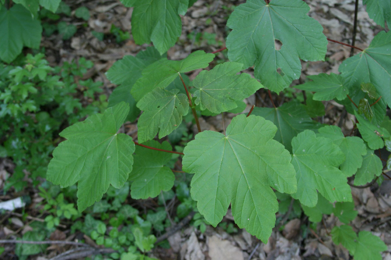 Image of Acer velutinum specimen.