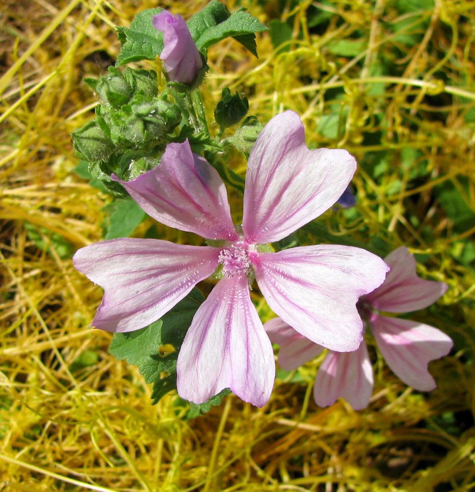 Image of Malva sylvestris specimen.