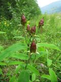 Hypericum ascyron