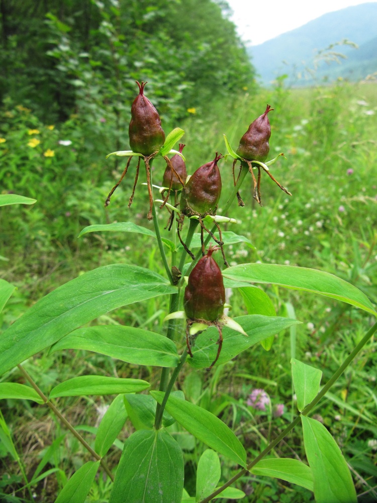 Image of Hypericum ascyron specimen.