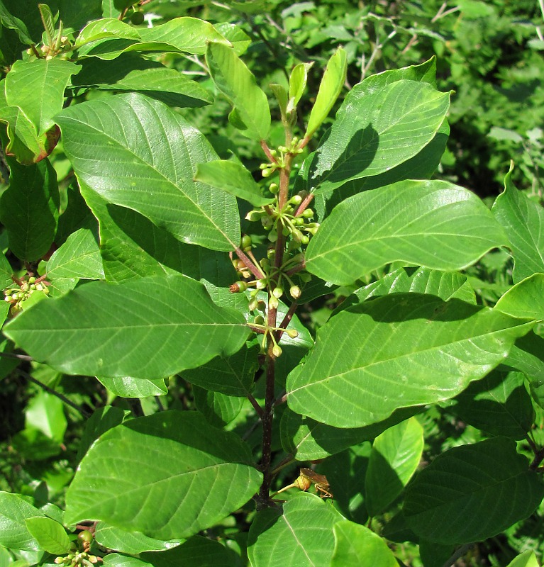 Image of Frangula alnus specimen.