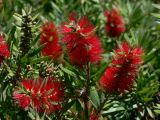 род Callistemon. Соцветия. Португалия, Баталья, парк. 16.07.2012.