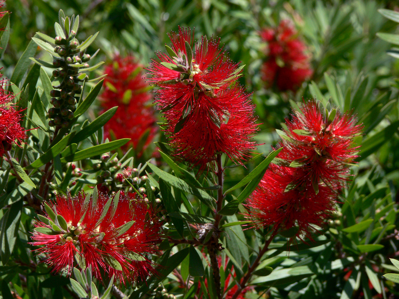 Изображение особи род Callistemon.