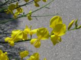 Spartium junceum. Побег с цветками. Южный берег Крыма, возле Ялты, рядом с шоссе. 02.06.2009.