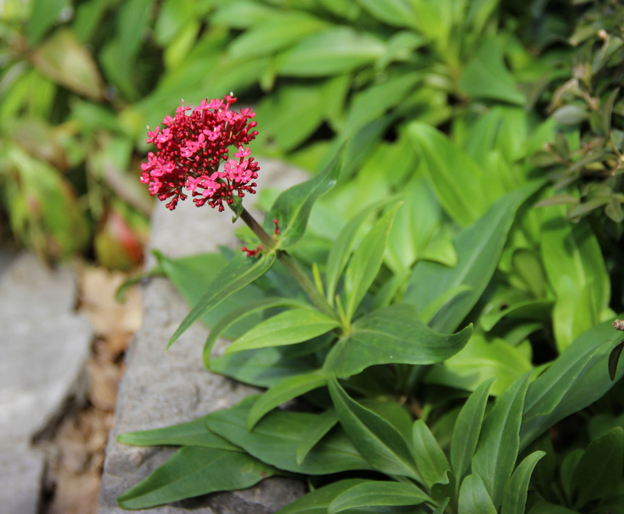 Image of Centranthus ruber specimen.