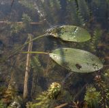 Potamogeton nodosus