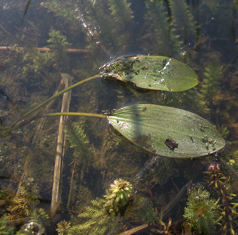 Image of Potamogeton nodosus specimen.