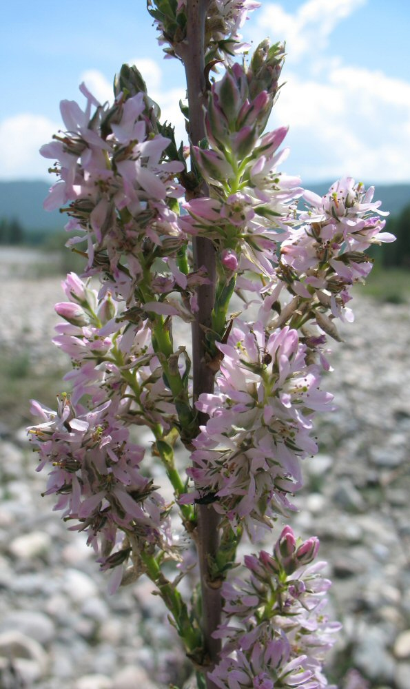 Image of Myricaria longifolia specimen.