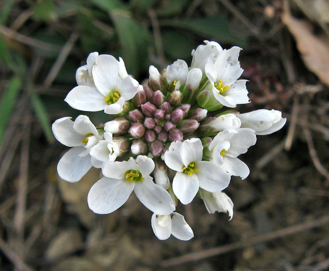 Image of Noccaea praecox specimen.