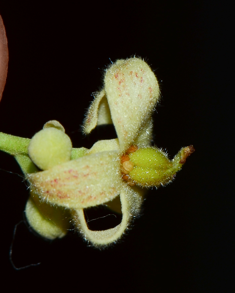 Изображение особи Brachychiton rupestris.