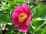 Paeonia caucasica