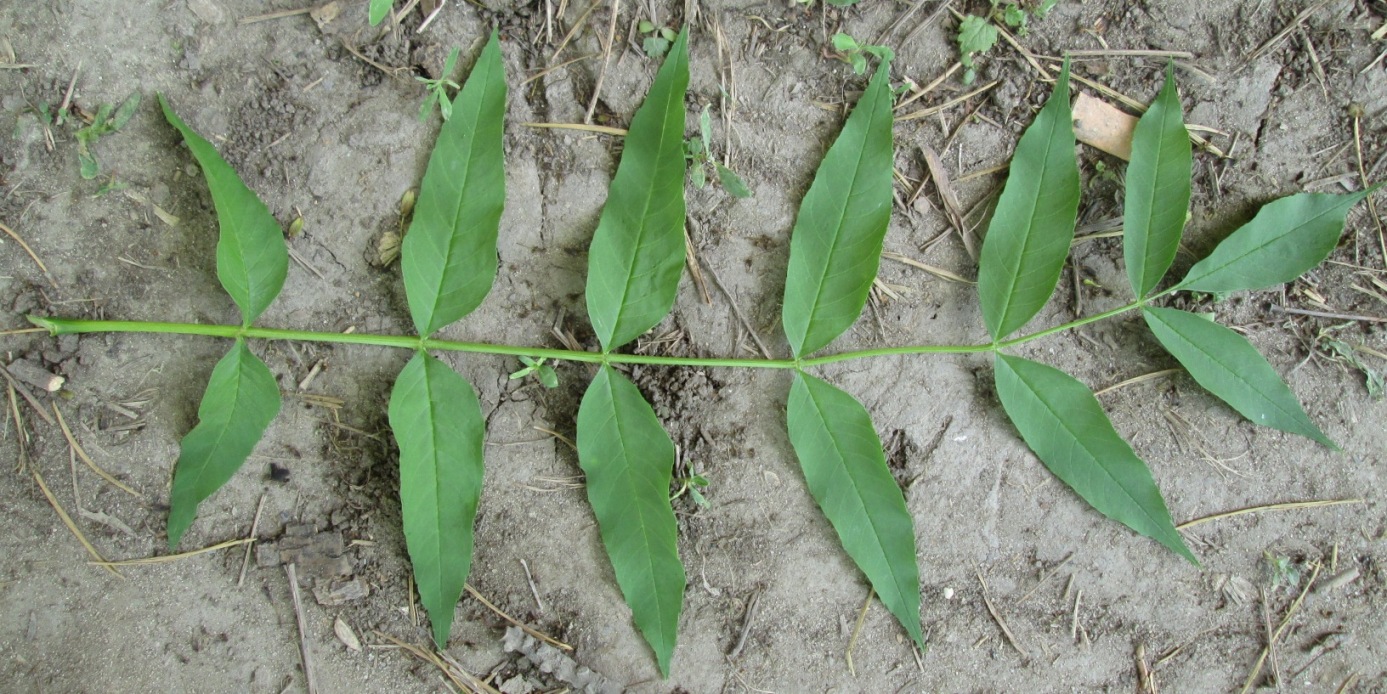 Image of Fraxinus pennsylvanica specimen.