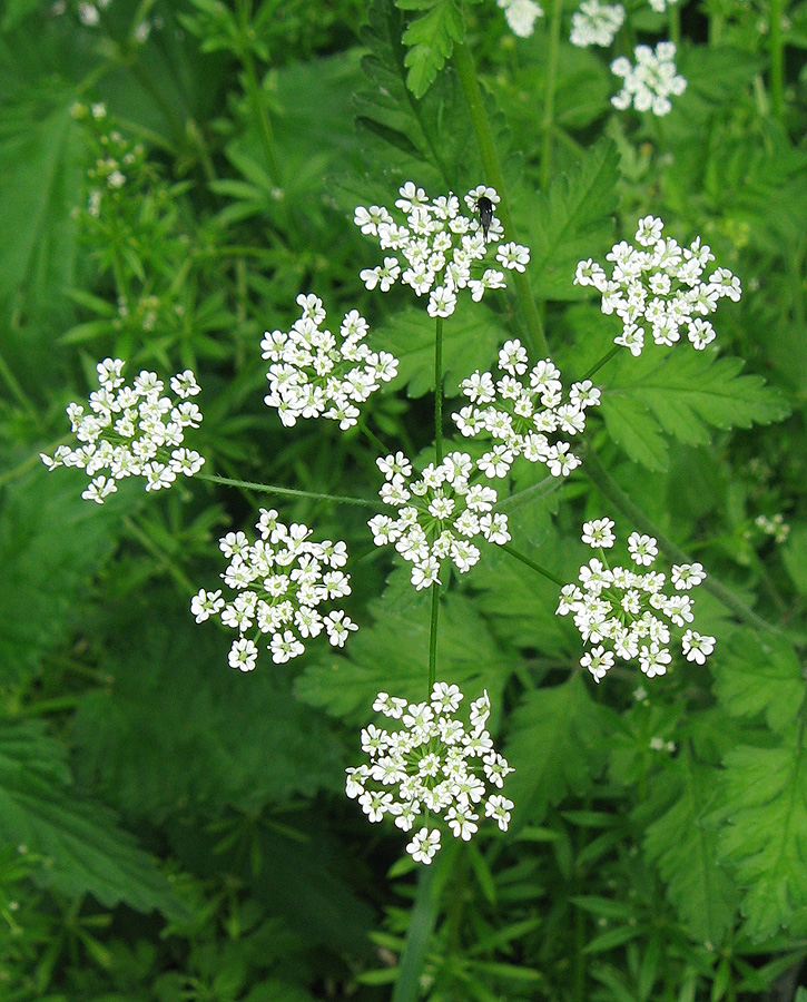 Изображение особи Chaerophyllum temulum.