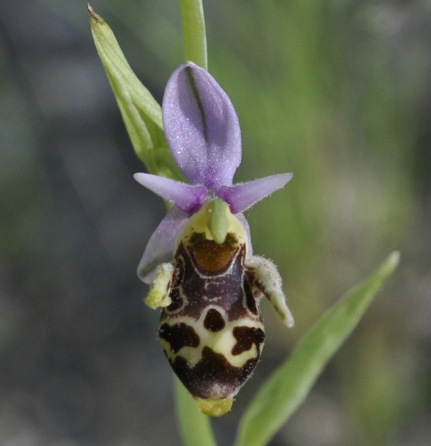 Изображение особи Ophrys oestrifera.