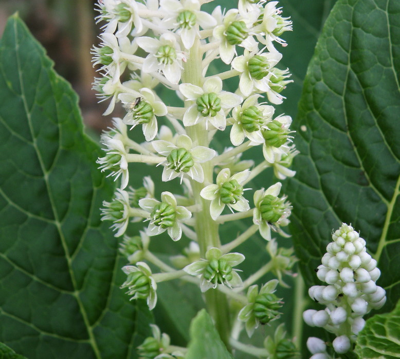 Изображение особи Phytolacca acinosa.