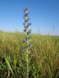 Echium vulgare