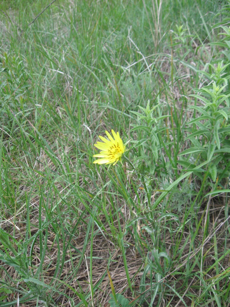 Image of Tragopogon graminifolius specimen.