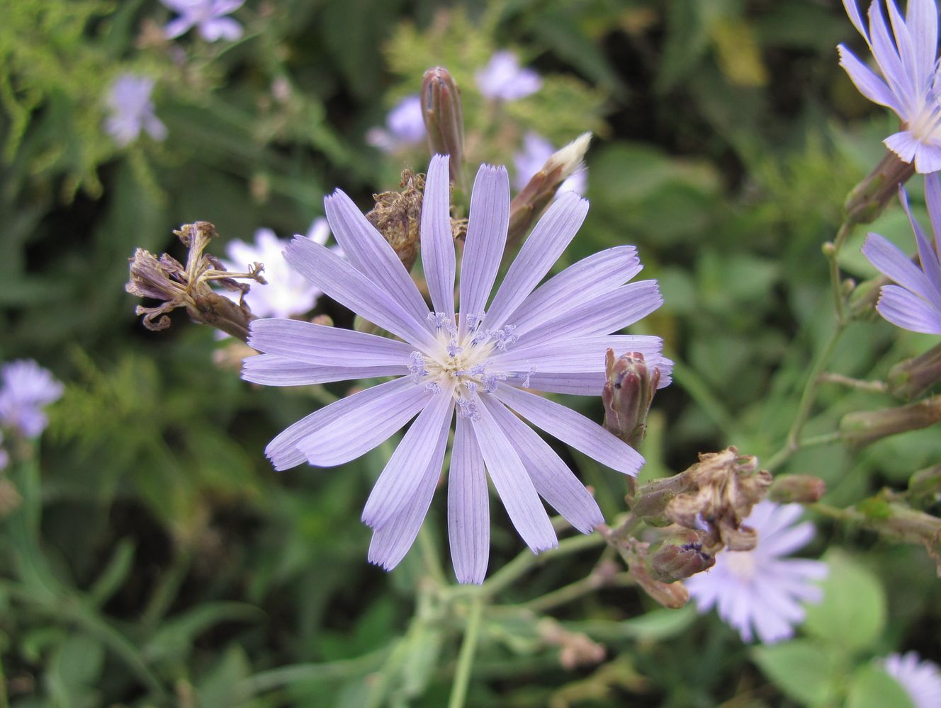 Image of Lactuca tatarica specimen.