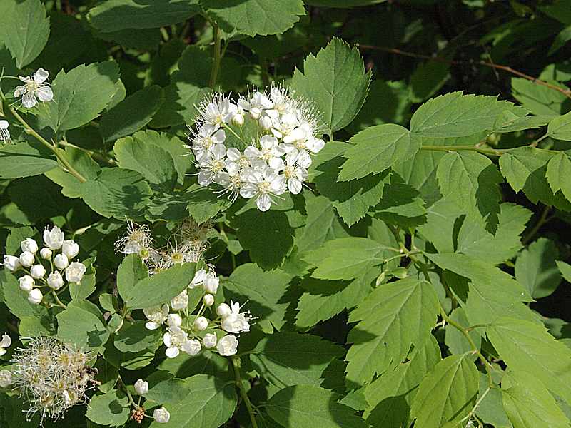 Изображение особи Spiraea chamaedryfolia.
