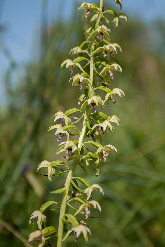 Изображение особи Epipactis helleborine.